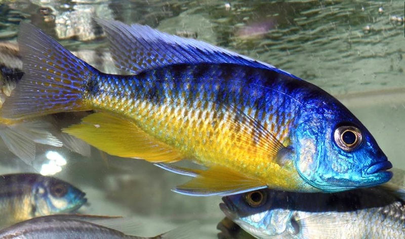 Protomelas sp. 'spilonotus tanzania'